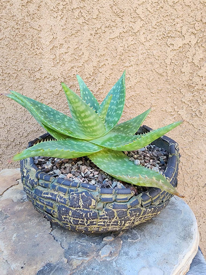 Aloe maculata - Soap Aloe