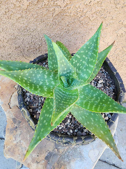 Aloe maculata - Soap Aloe