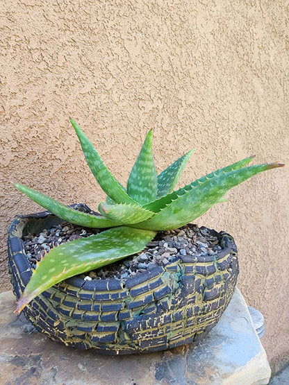 Aloe maculata - Soap Aloe