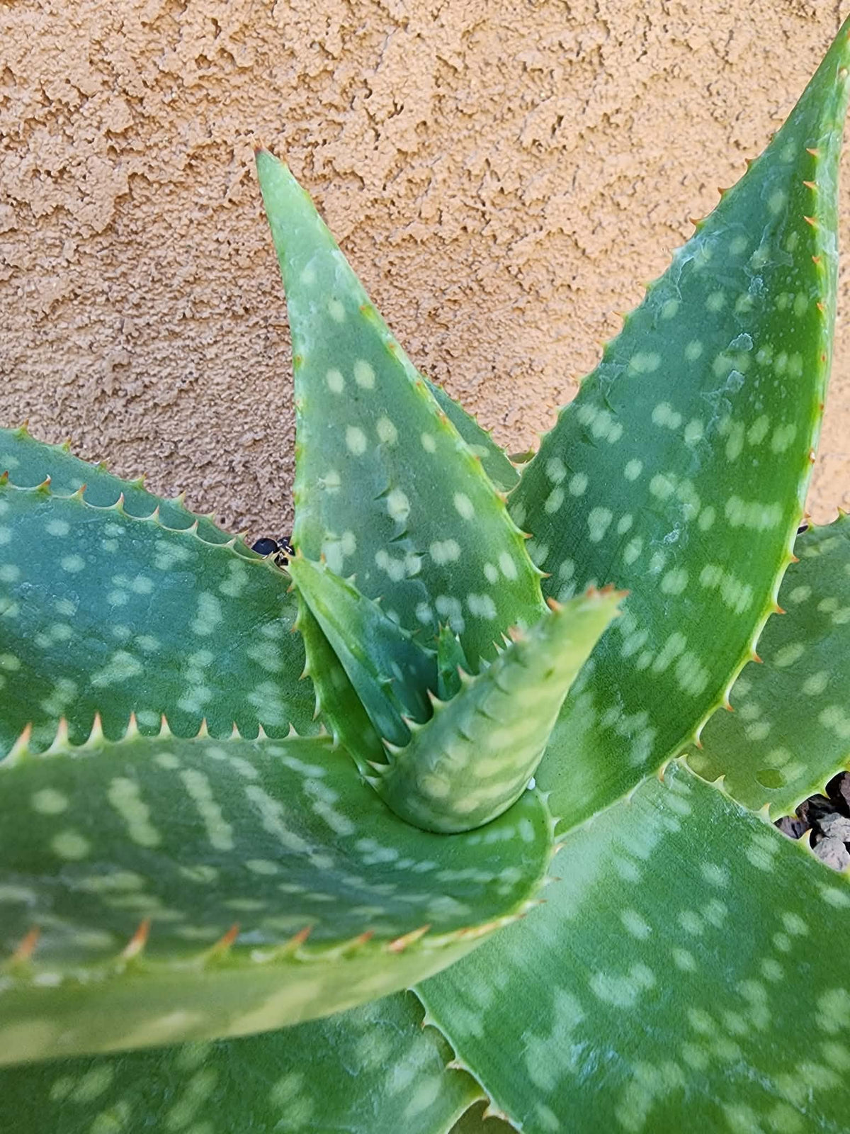 Aloe maculata - Soap Aloe
