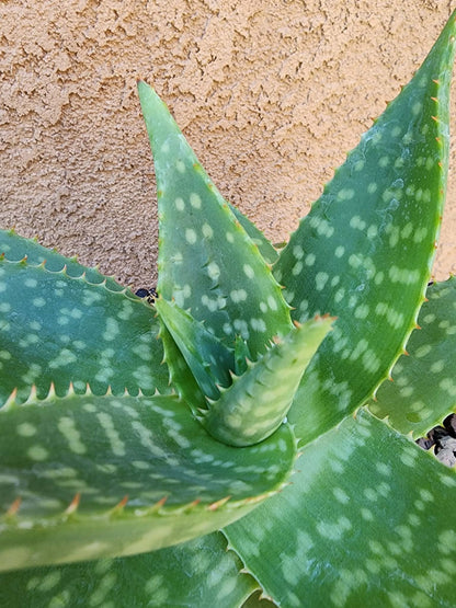 Aloe maculata - Soap Aloe