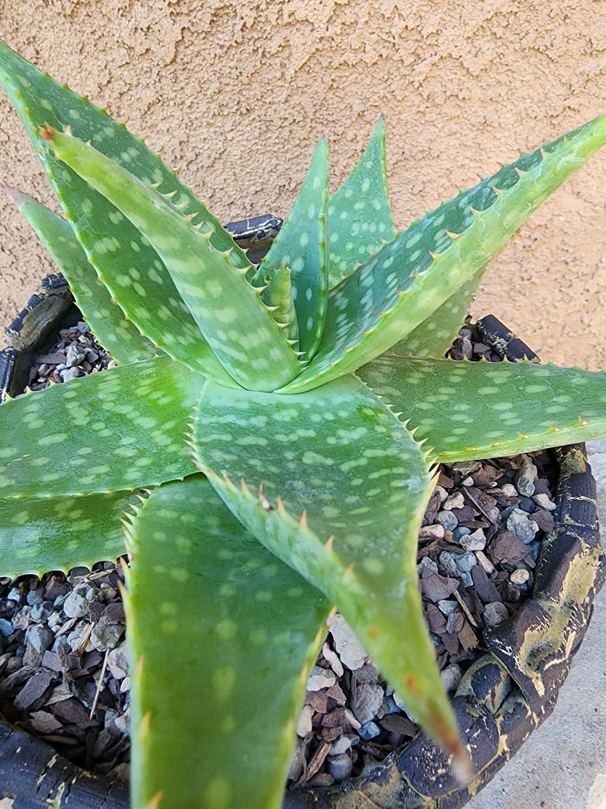 Aloe maculata - Soap Aloe