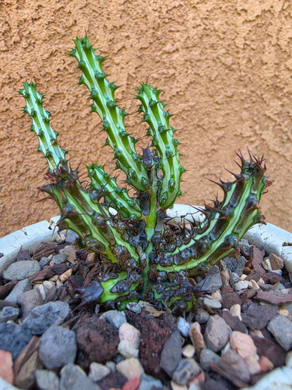 Euphorbia sp. nova Somalia hordio