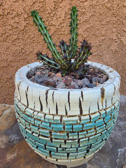 Euphorbia sp. nova Somalia hordio