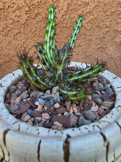 Euphorbia sp. nova Somalia hordio