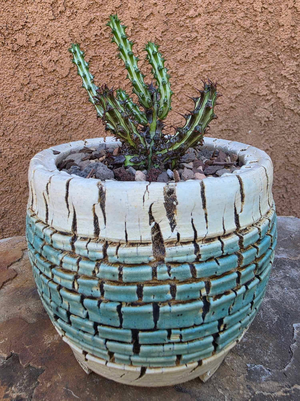 Euphorbia sp. nova Somalia hordio