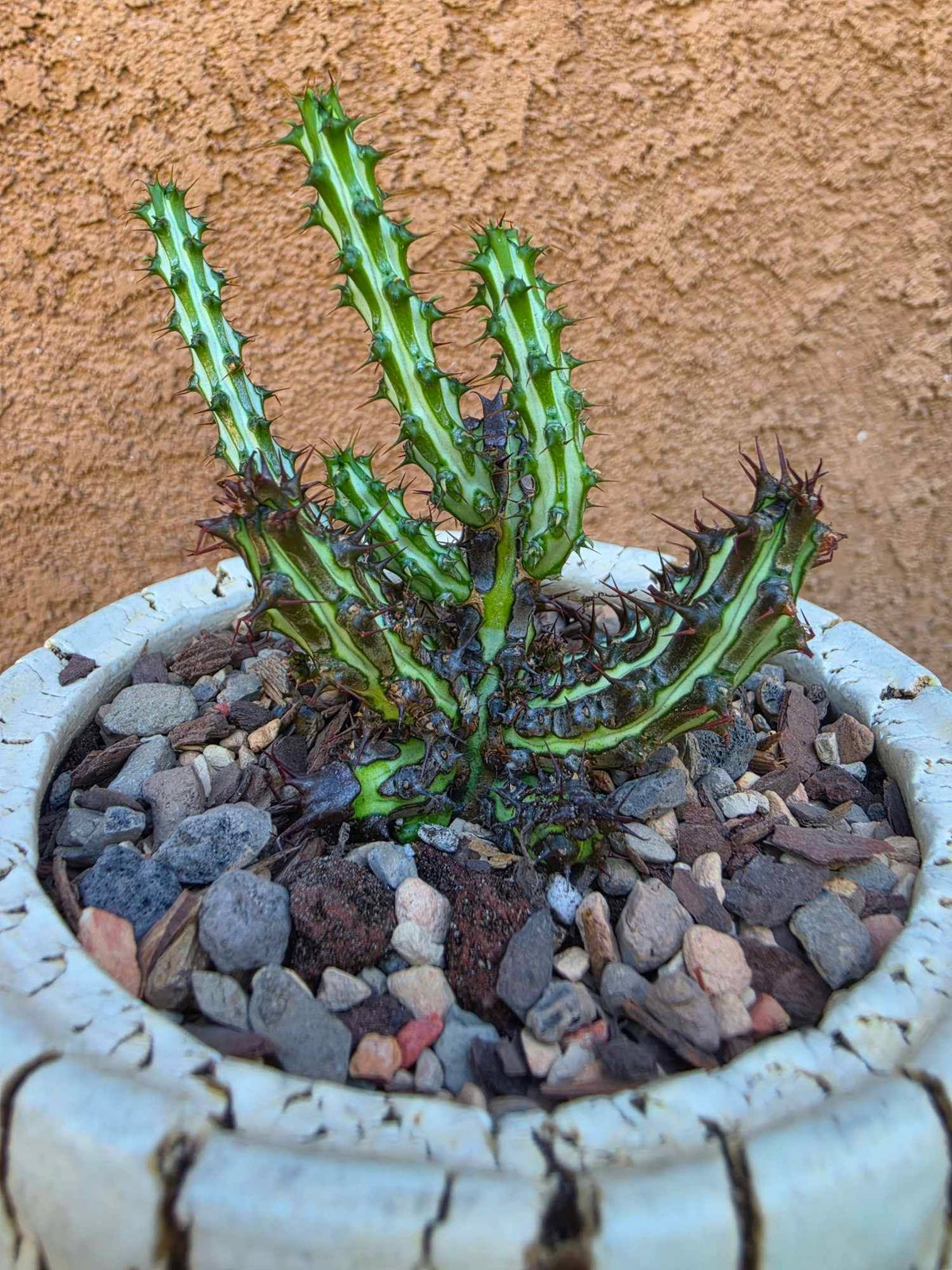 Euphorbia sp. nova Somalia hordio