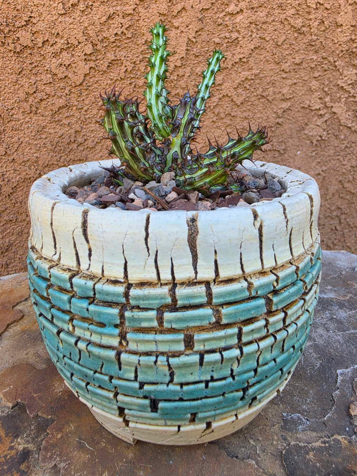 Euphorbia sp. nova Somalia hordio