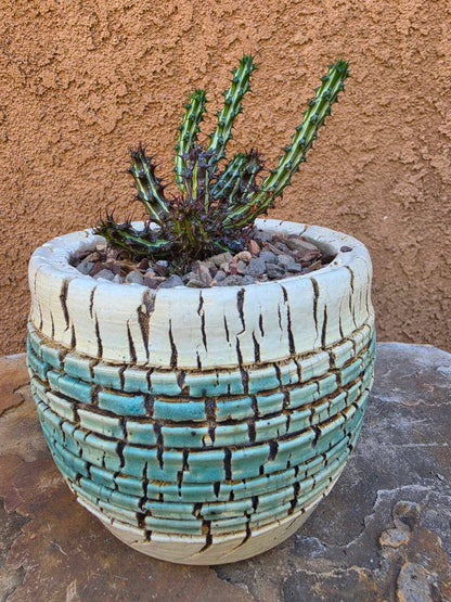 Euphorbia sp. nova Somalia hordio