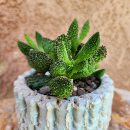 Adromischus marianae ssp. herrei 'Red Coral'
