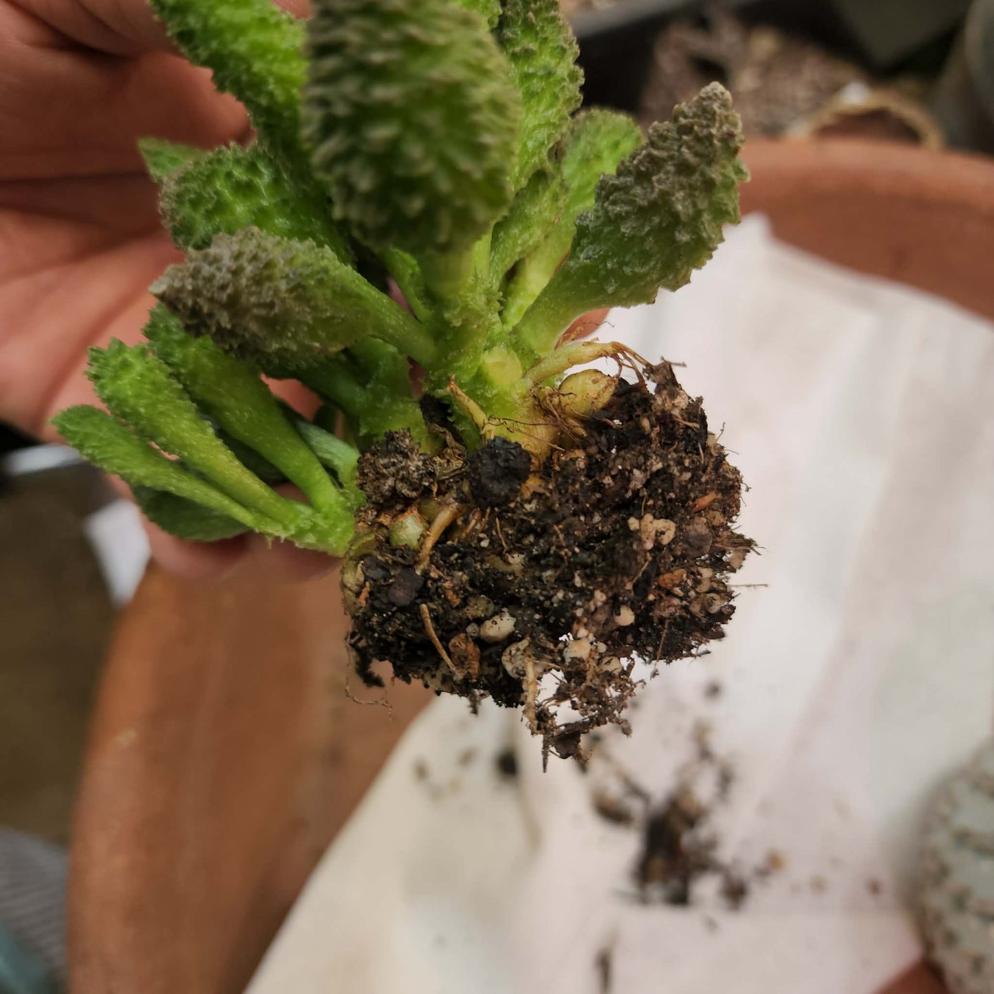 Adromischus marianae ssp. herrei 'Red Coral'