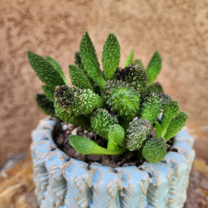 Adromischus marianae ssp. herrei 'Red Coral'