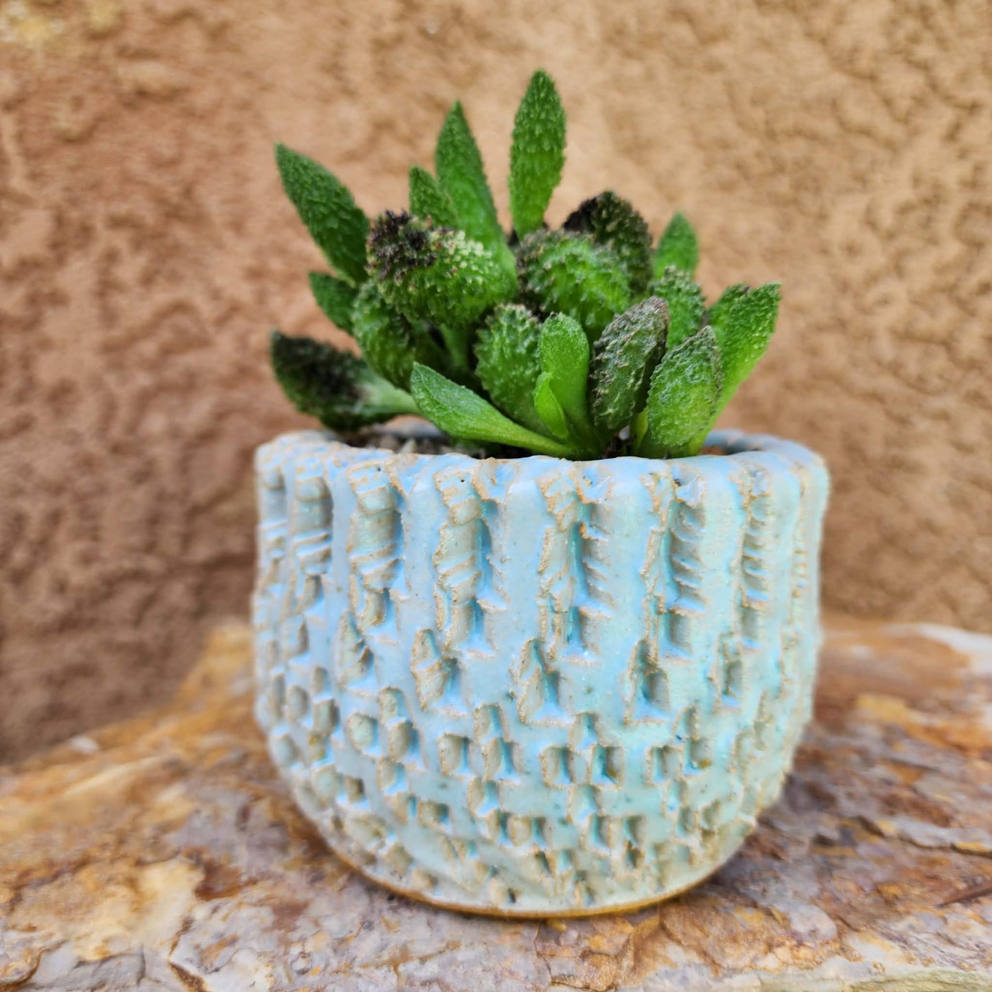 Adromischus marianae ssp. herrei 'Red Coral'