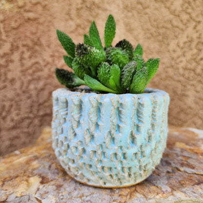 Adromischus marianae ssp. herrei 'Red Coral'