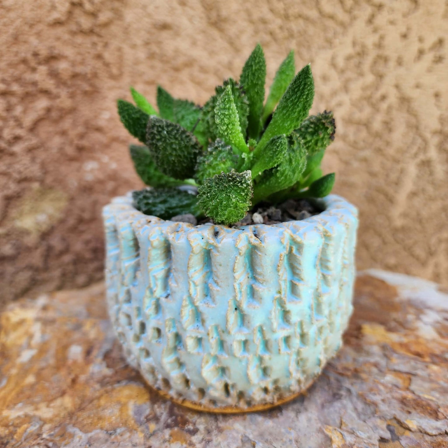 Adromischus marianae ssp. herrei 'Red Coral'