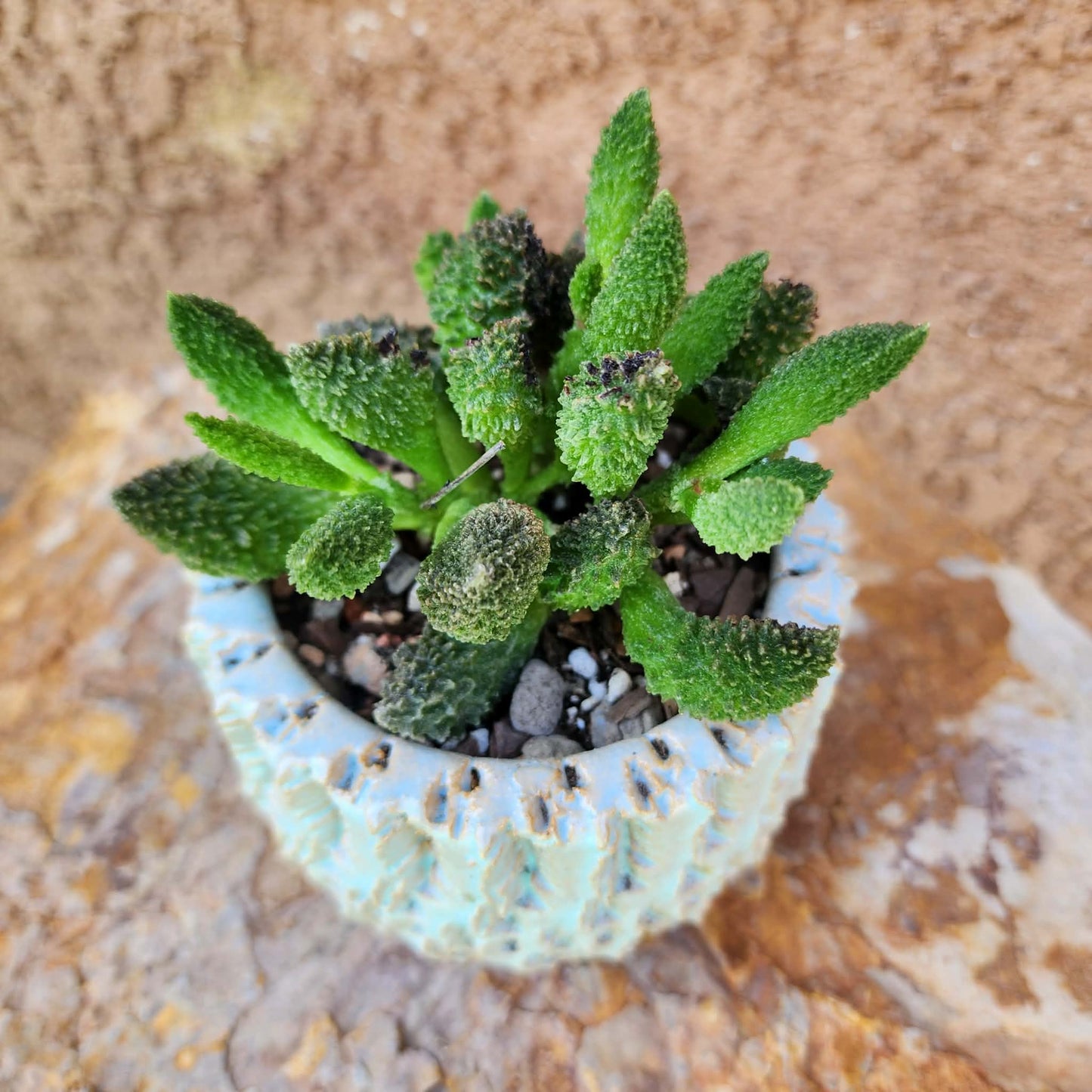 Adromischus marianae ssp. herrei 'Red Coral'