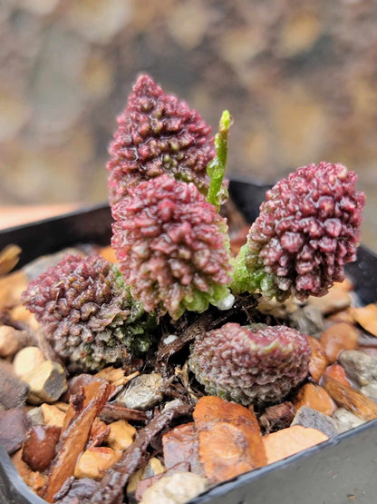 Adromischus marianae ssp. herrei 'Red Coral'