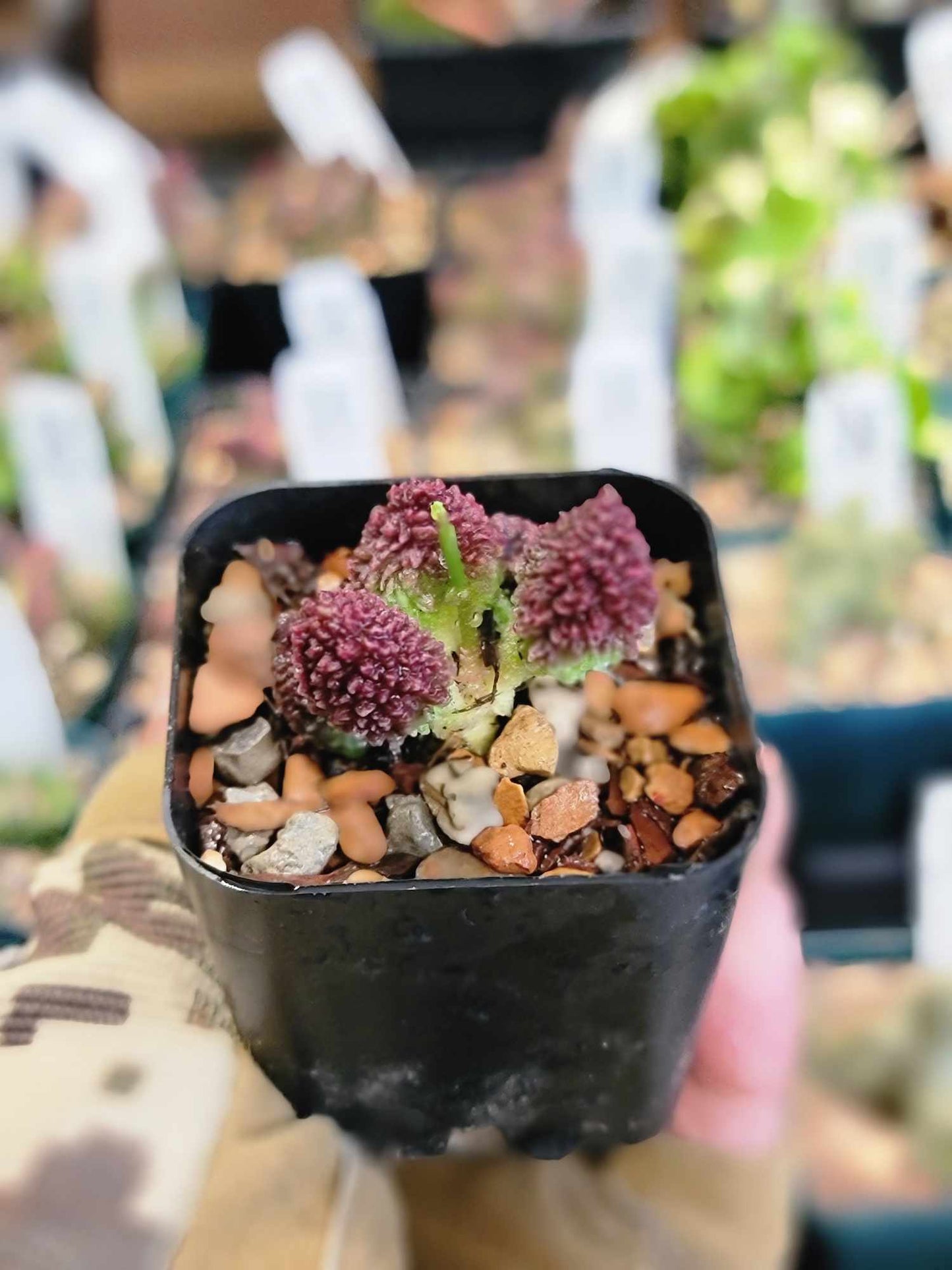 Adromischus marianae ssp. herrei 'Red Coral'