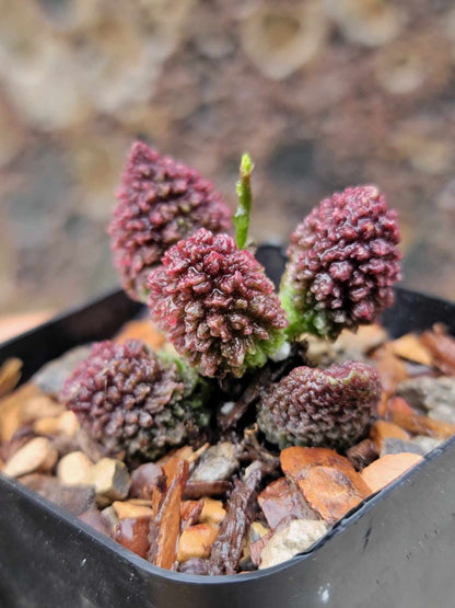 Adromischus marianae ssp. herrei 'Red Coral'