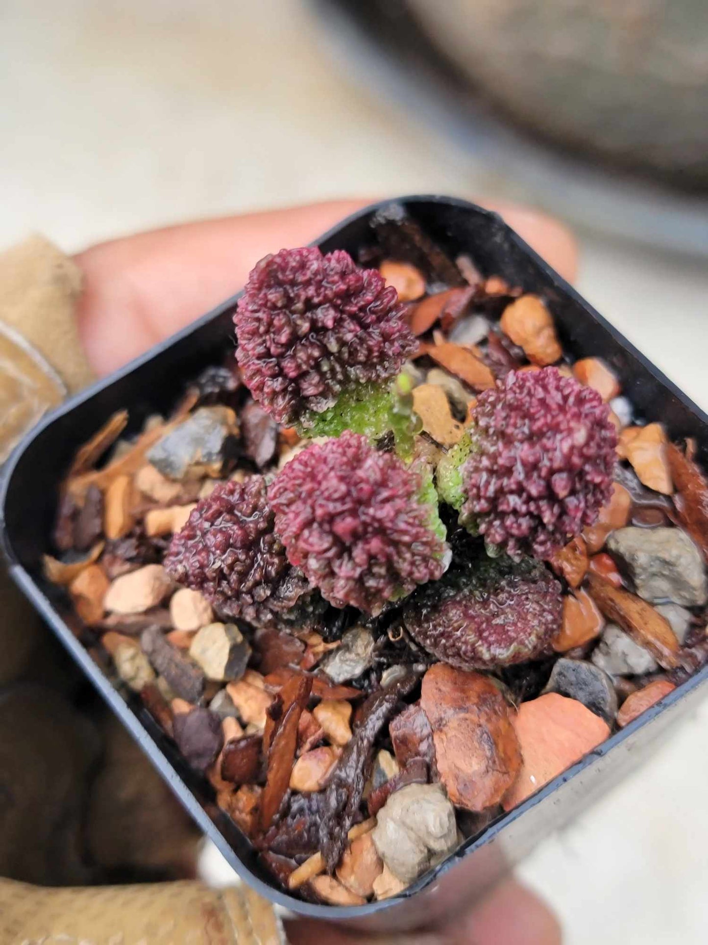 Adromischus marianae ssp. herrei 'Red Coral'