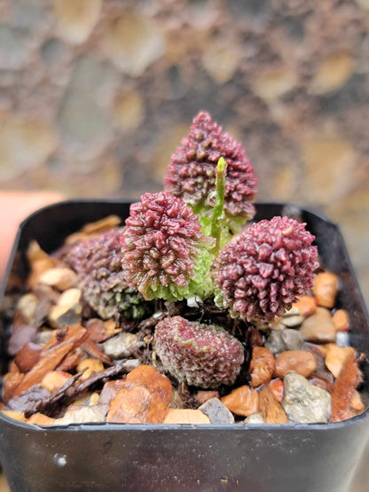 Adromischus marianae ssp. herrei 'Red Coral'