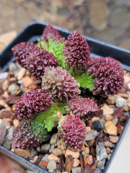 Adromischus marianae ssp. herrei 'Red Coral'