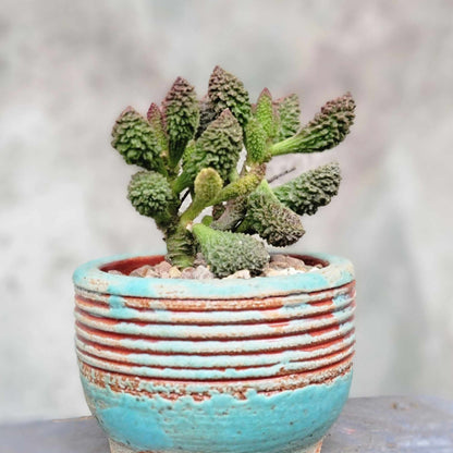 Adromischus marianae ssp. herrei 'Red Coral'