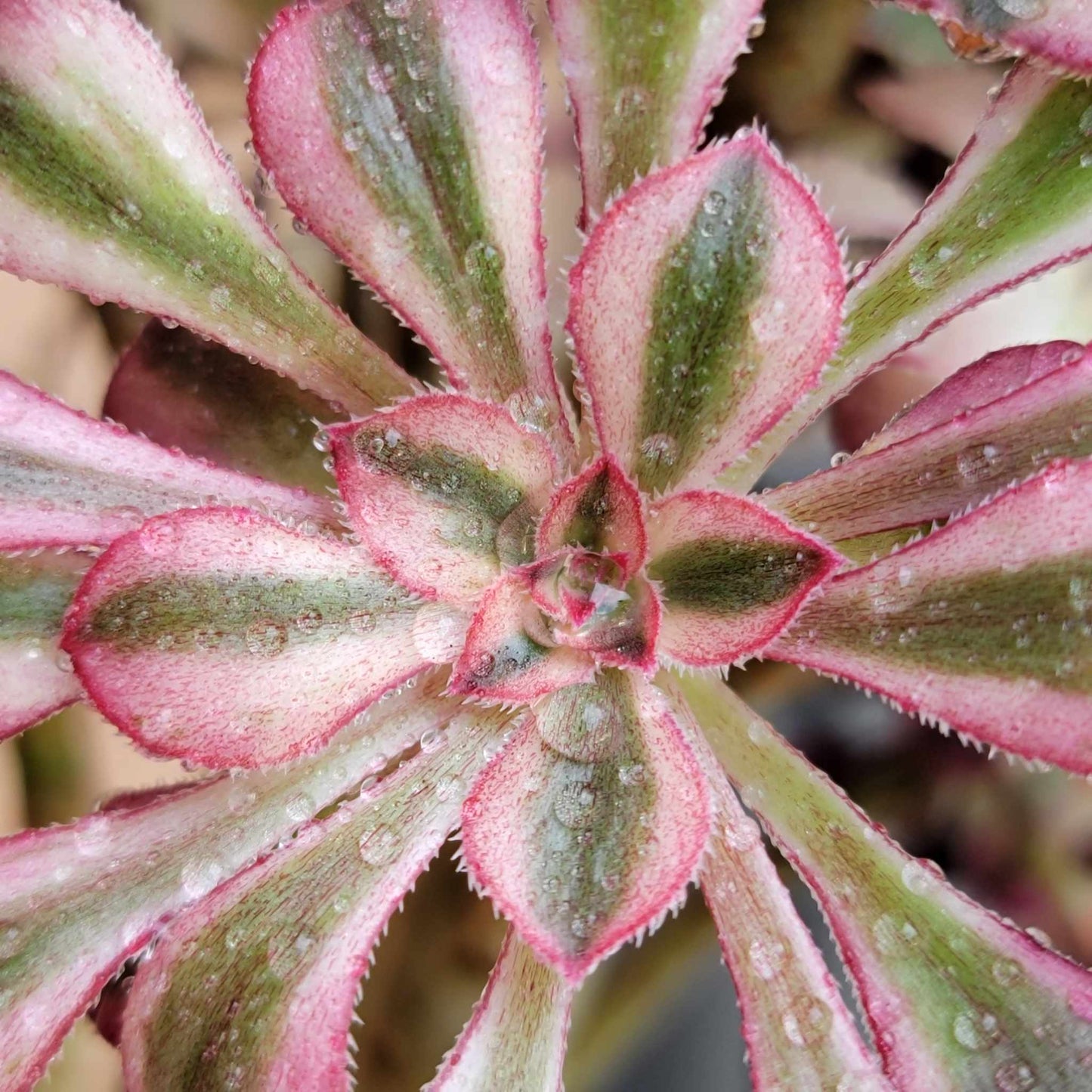 Aeonium "Fairy Ink - Gold" - Fairy Ink Gold Aeonium