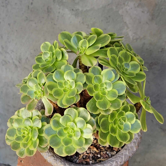 Aeonium "Halloween Milky White" variegata