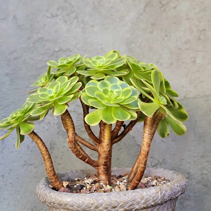 Aeonium "Halloween Milky White" variegata