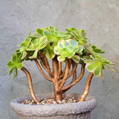 Aeonium "Halloween Milky White" variegata