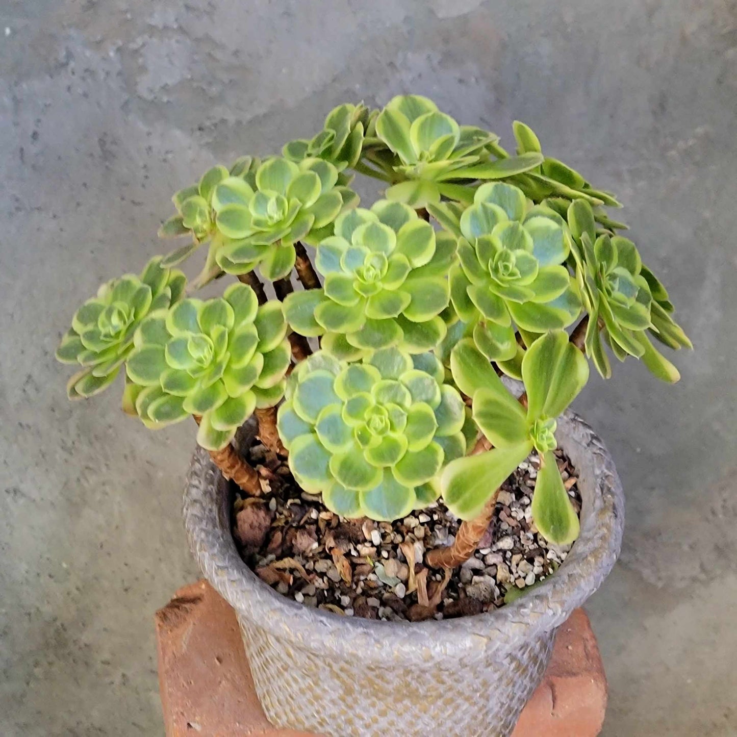 Aeonium "Halloween Milky White" variegata