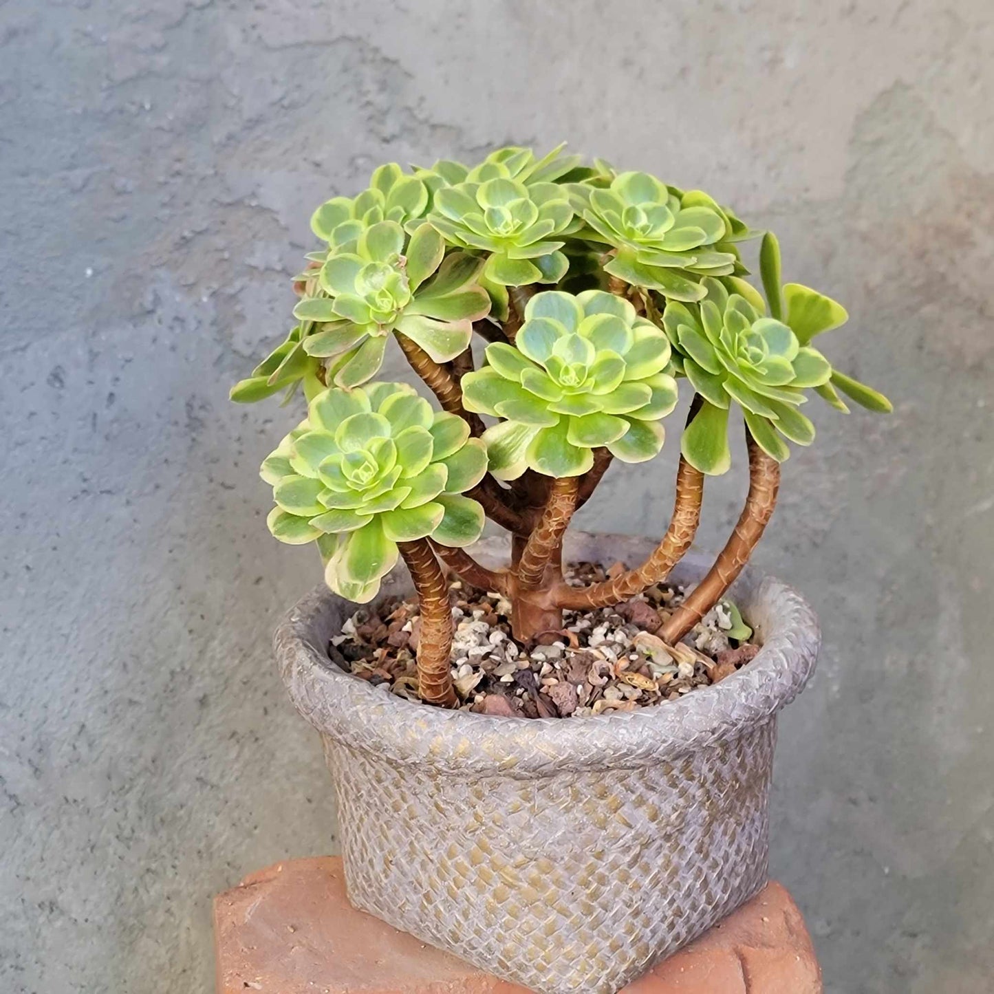 Aeonium "Halloween Milky White" variegata