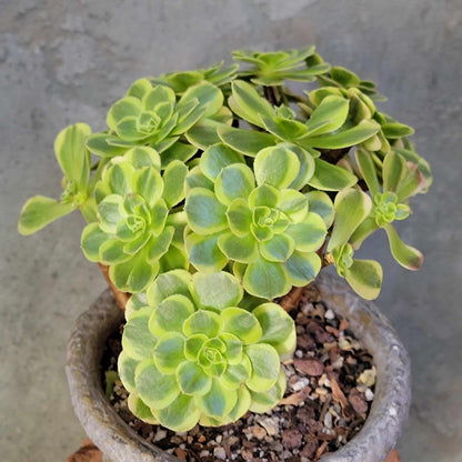 Aeonium "Halloween Milky White" variegata