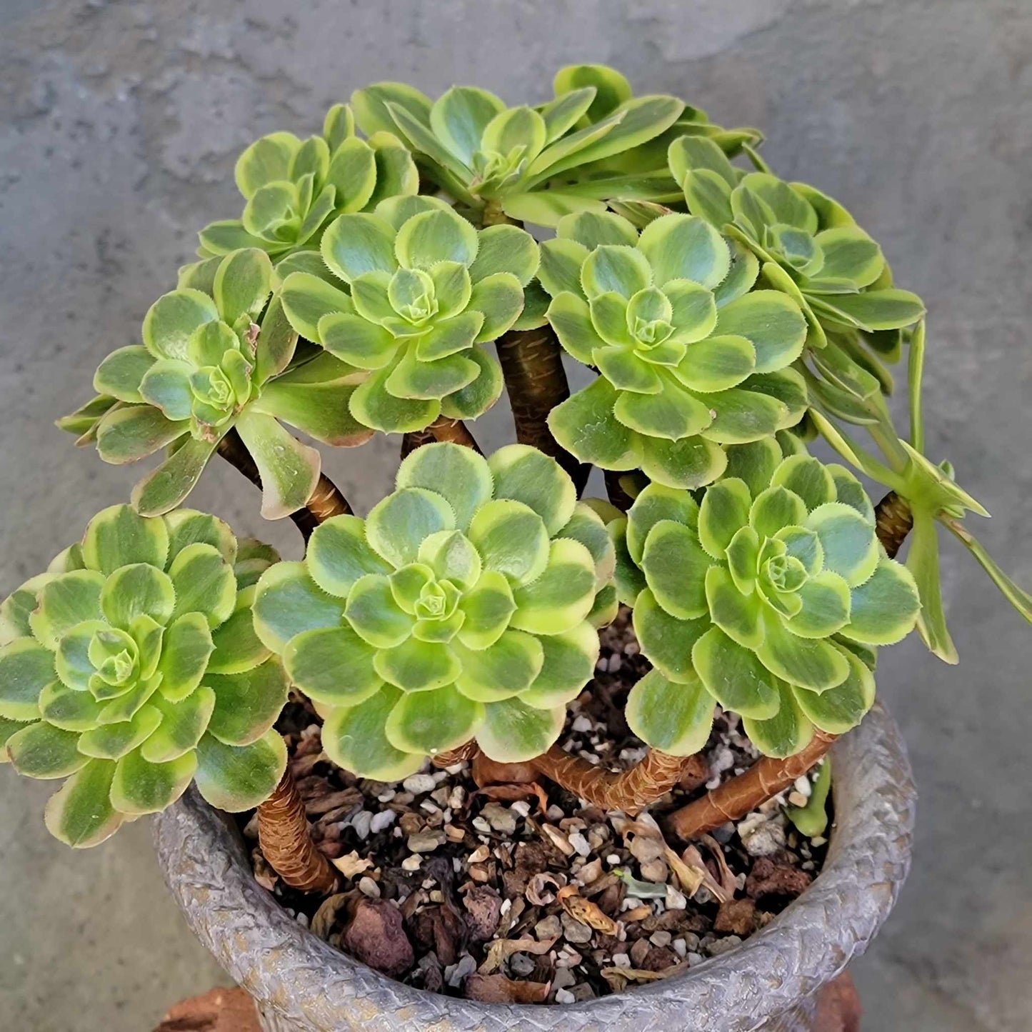 Aeonium "Halloween Milky White" variegata