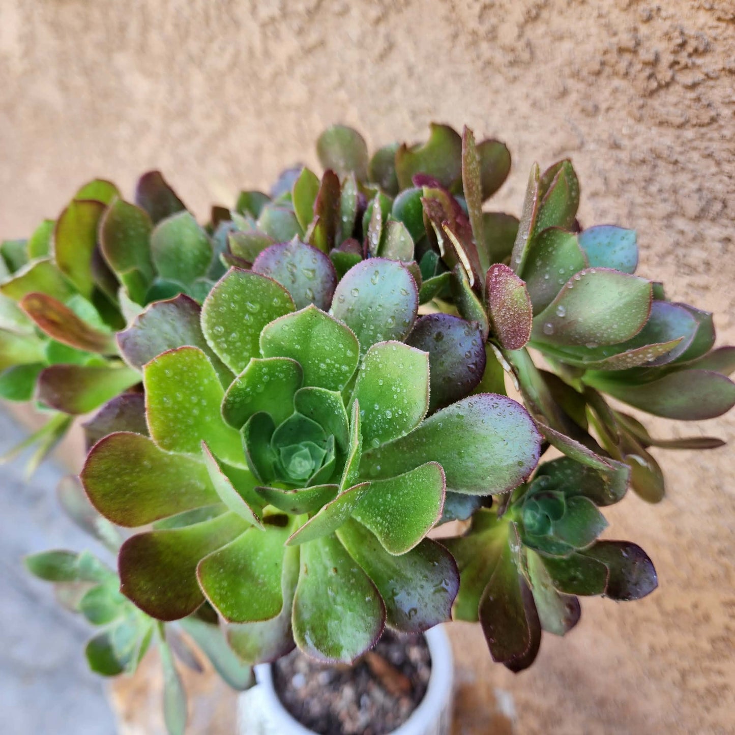 Aeonium 'Blushing Beauty'