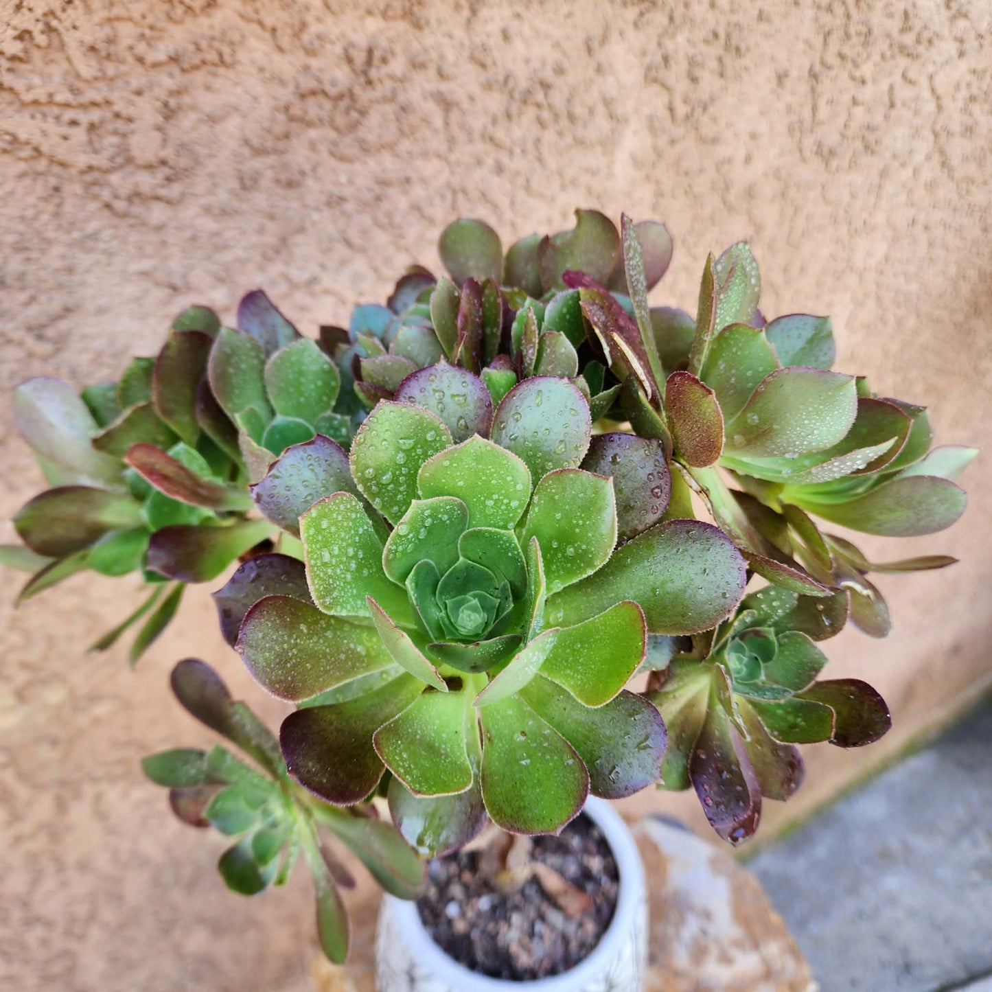 Aeonium 'Blushing Beauty'