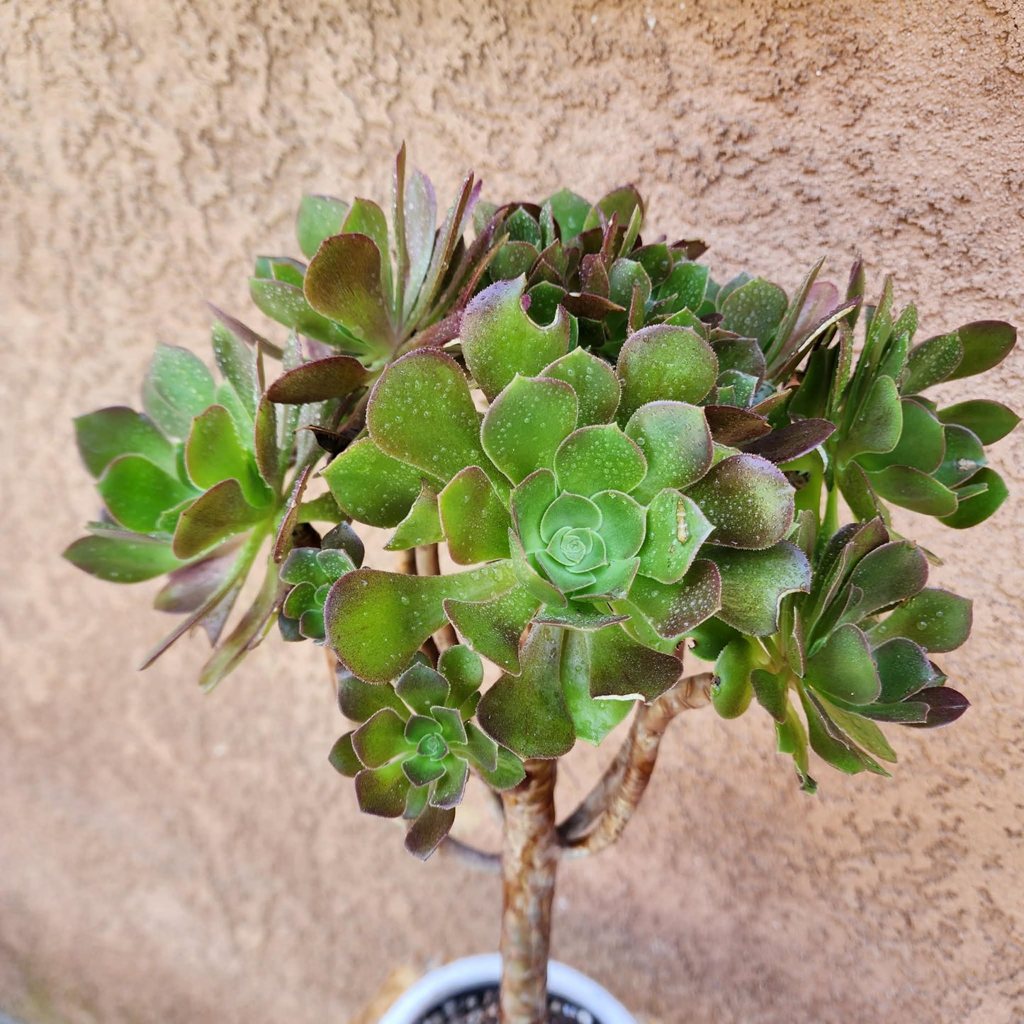 Aeonium 'Blushing Beauty'