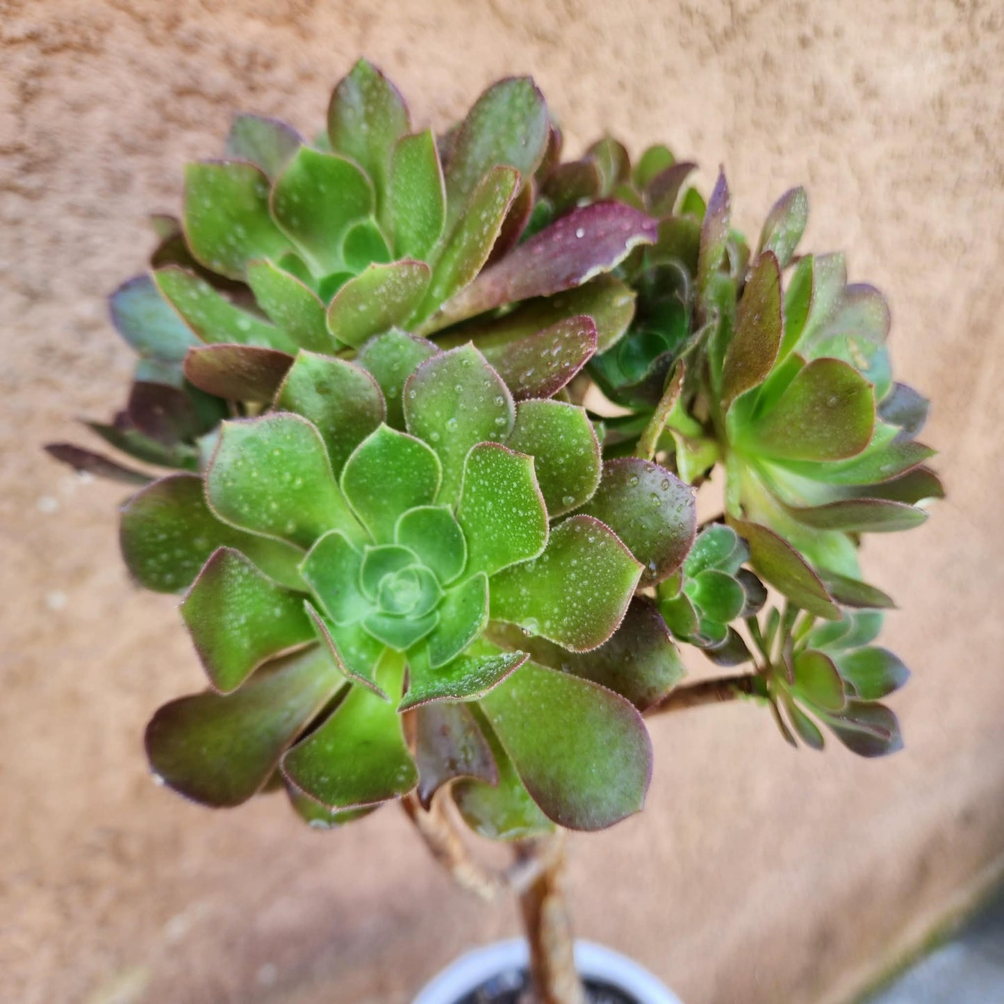 Aeonium 'Blushing Beauty'