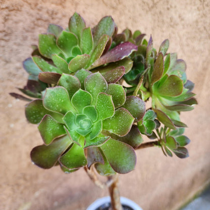 Aeonium 'Blushing Beauty'