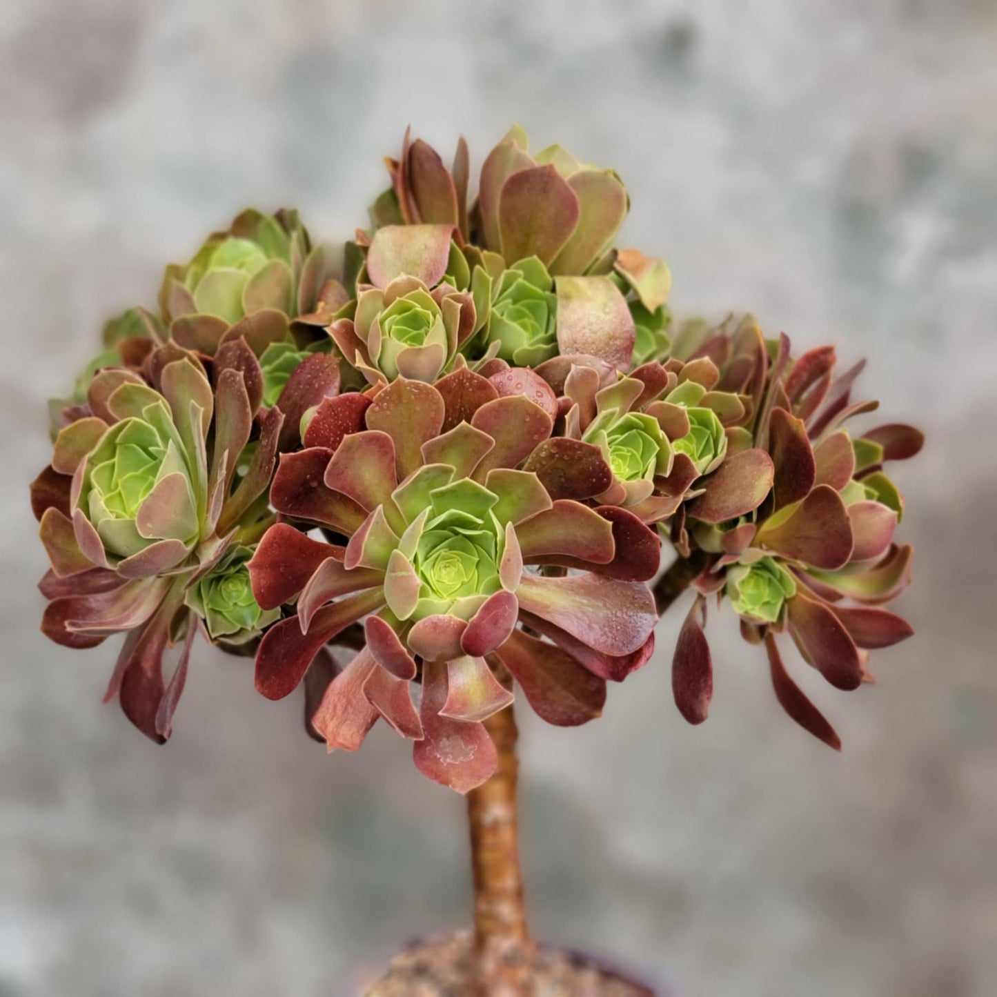 Aeonium 'Blushing Beauty'