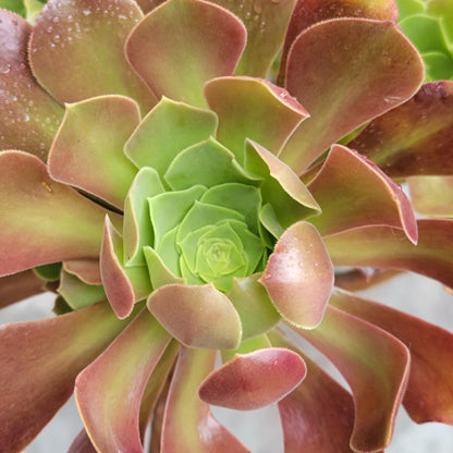 Aeonium 'Blushing Beauty'
