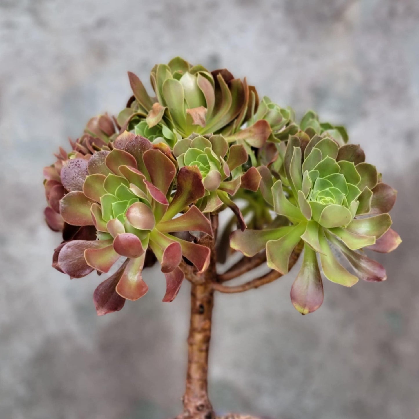 Aeonium 'Blushing Beauty'