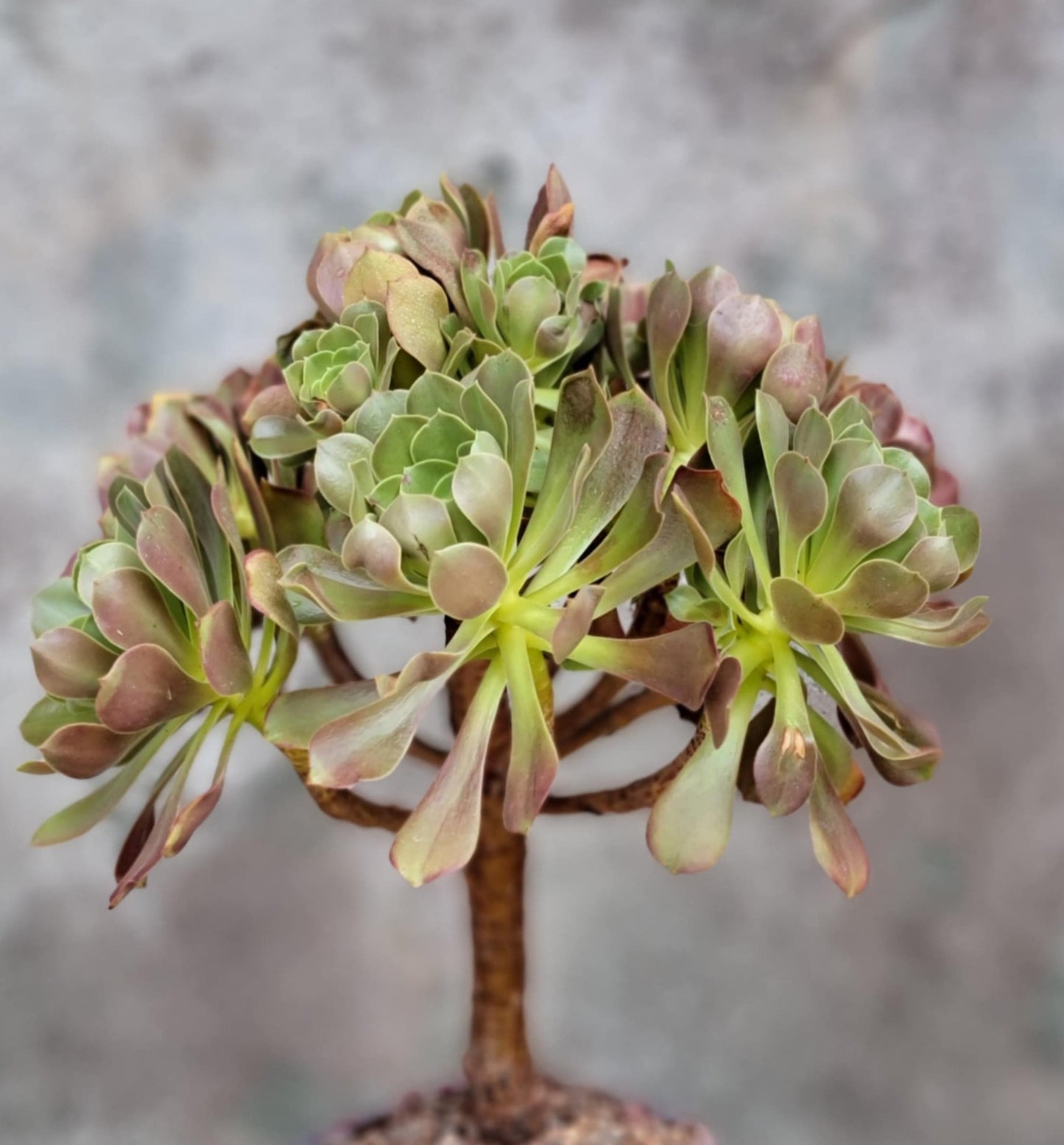 Aeonium 'Blushing Beauty'