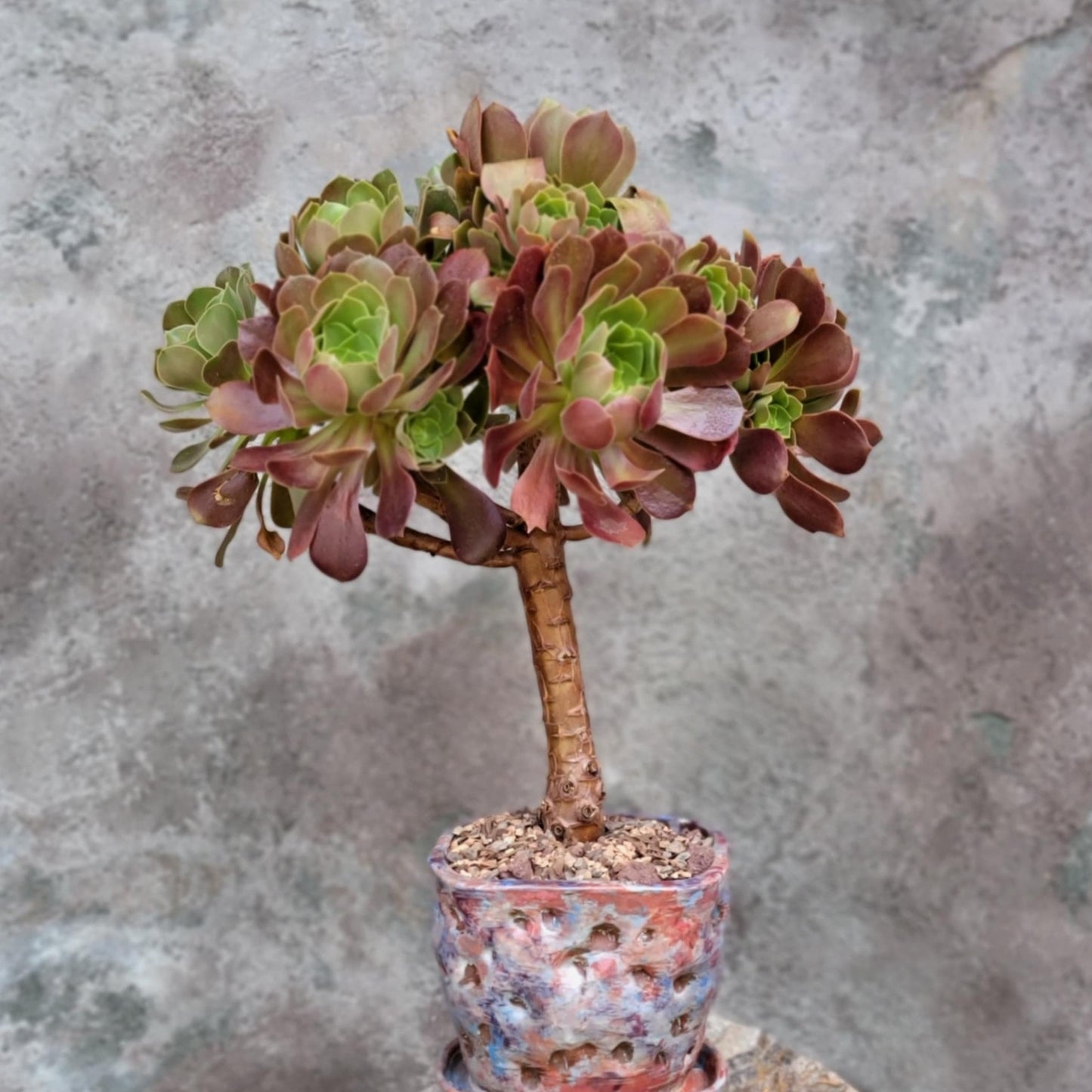 Aeonium 'Blushing Beauty'