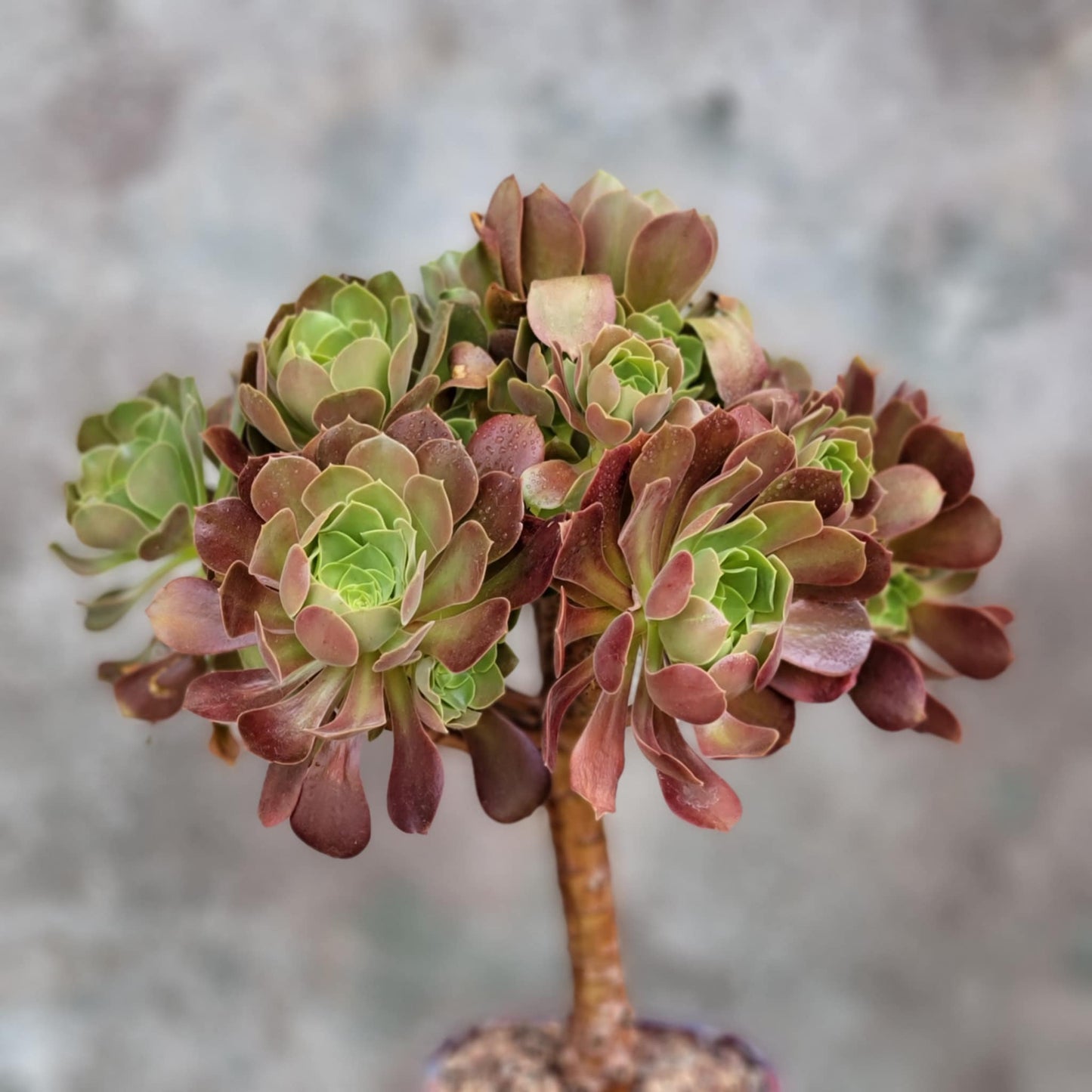 Aeonium 'Blushing Beauty'