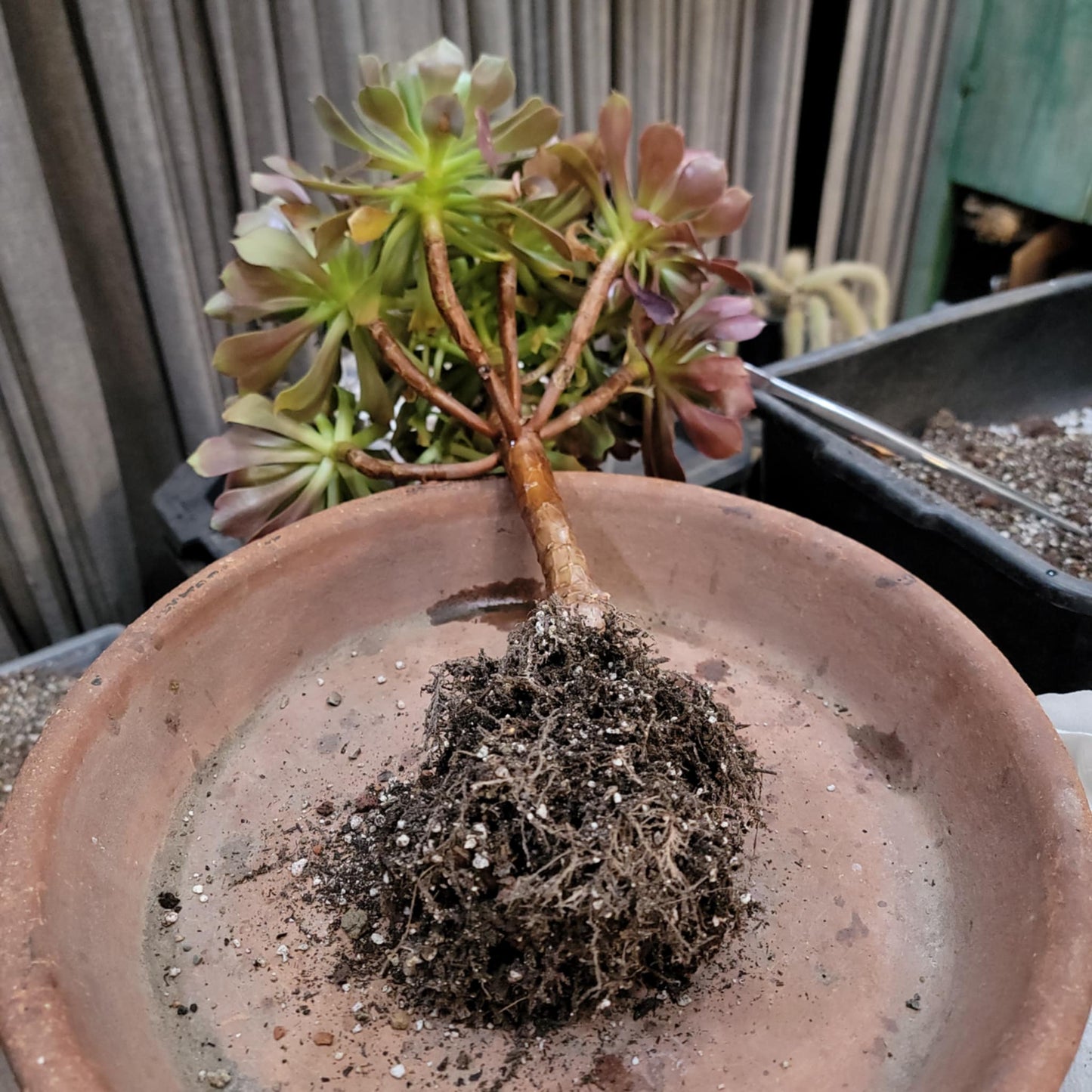 Aeonium 'Blushing Beauty'