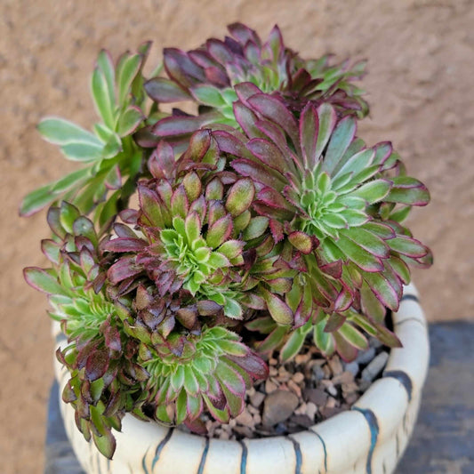 Aeonium 'Goddess' cristata - Crested Aeonium Goddess