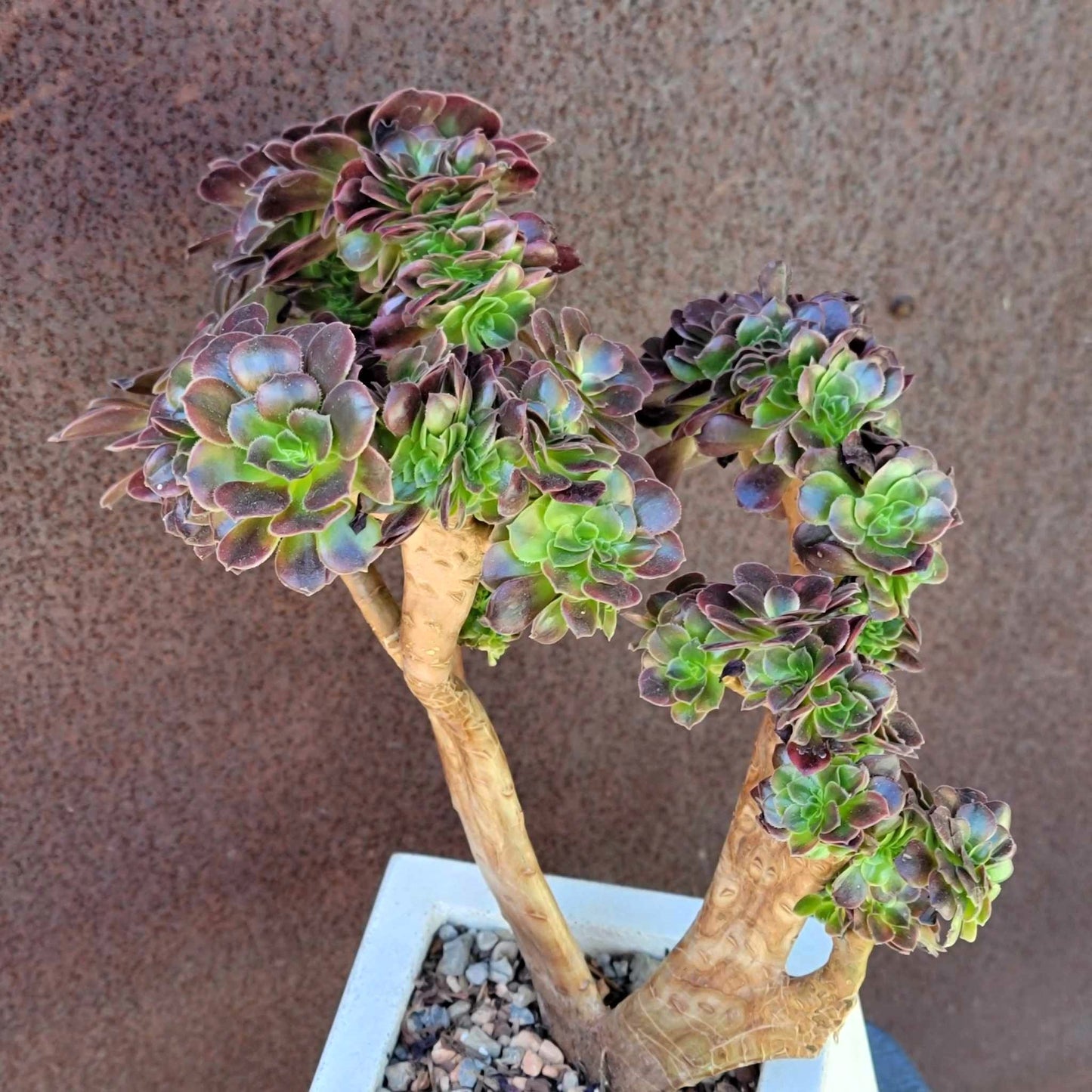 Aeonium 'Medusa' cristata - Crested Aeonium Medusa