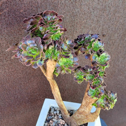 Aeonium 'Medusa' cristata - Crested Aeonium Medusa